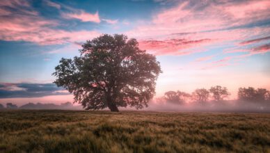 Meditate morning or night, peaceful morning music